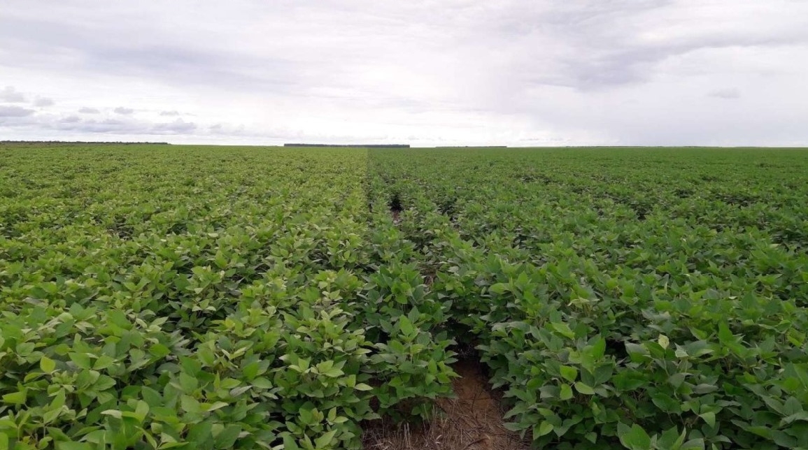 Fazenda Arrojadinho