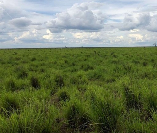 Fazenda Carolina