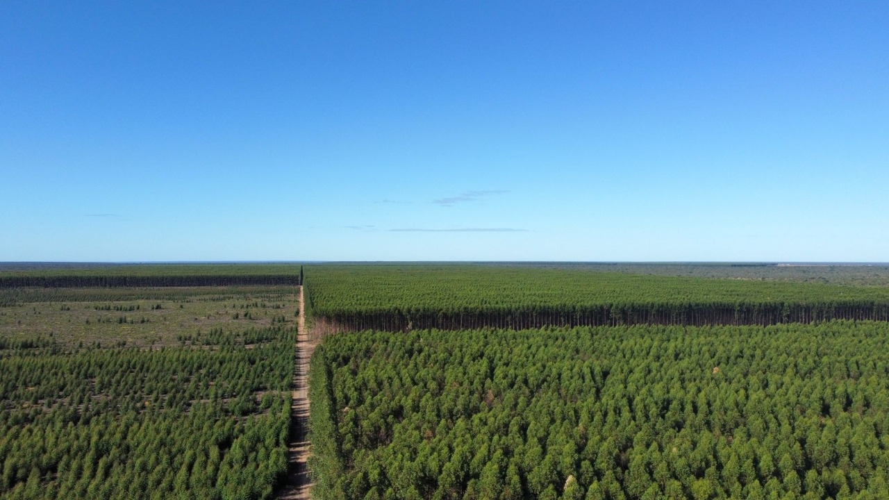 Fazenda Floresta 02