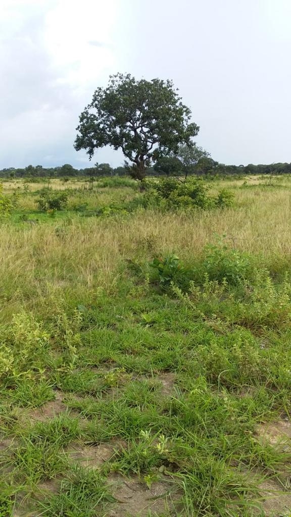 Fazenda Santa Terezinha